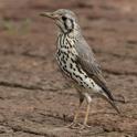 Groundscraper Thrush-0021.jpg